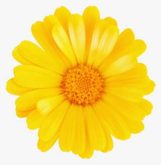 Margaritas Png Para Montajes ~ Rosavecina - Yellow Flower Without Background