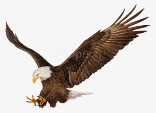 Free Png Download American Eagle Png Images Background - American Eagle Png