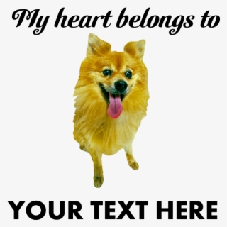 Favorite - Pomeranian