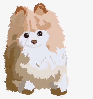 Cream Fur Coat, Pomeranian, Exploring, Pomeranians - Pomeranian