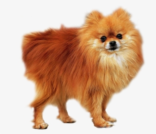 Pomeranian