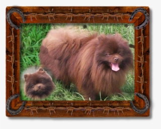 Choco - German Spitz Klein