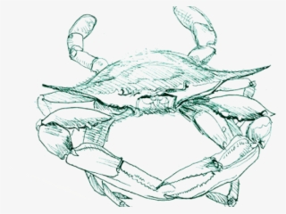Blue Crab Png - Freshwater Crab
