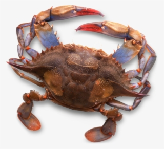 Types Of Shells - Animals With Shell Body Covering