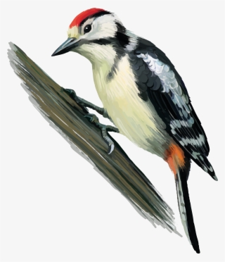 Woodpecker Png