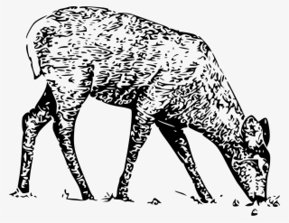 Big Image - White Tailed Deer