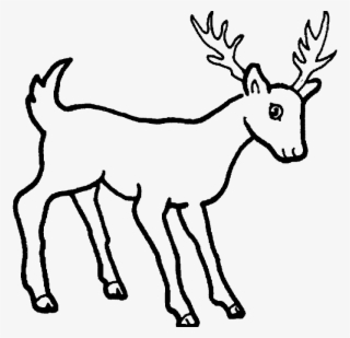Drawn Dear Whitetail Deer - Easy Wild Animal Drawing