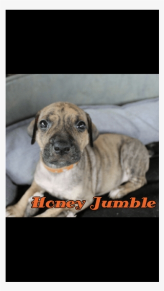 Donate To Petrescue - Boxer