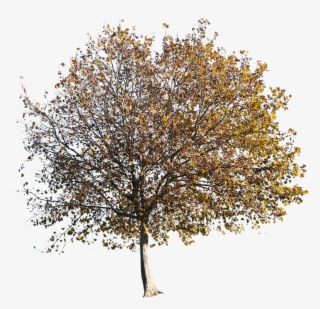 Platanus Occidentalis Autumn - Cutout Autumn Tree Png