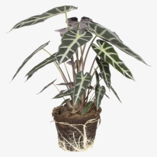 Alocasia Bambino Arrow - Flowerpot