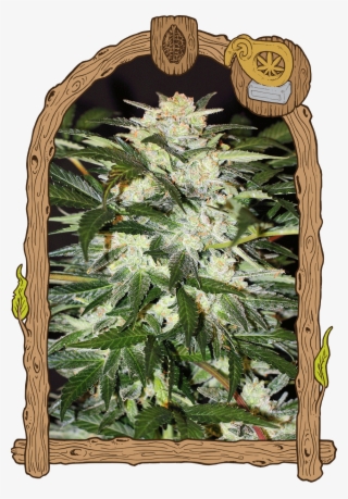 Monster Mash - Monster Mash Auto Exotic Seeds
