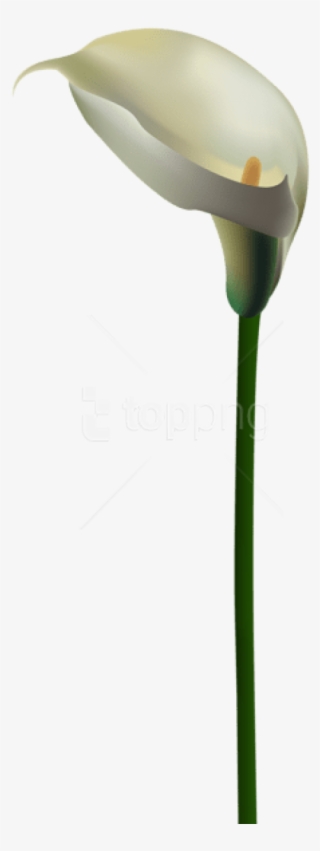 Free Png Download Calla Lily Flower Transparent Png - Calla Lily Transparent Background