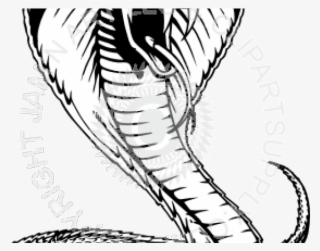 Drawn Snake Viper Snake - Snakes