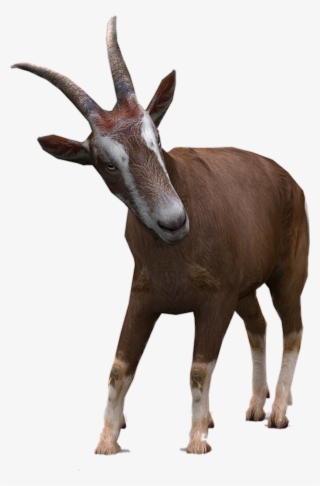 Goat Sticker