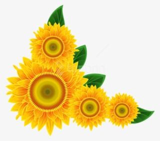 Free Png Download Sunflower Corner Decoration Clipart - Girassol Para Imprimir