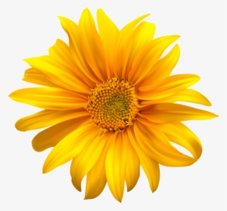 Flower Yellow Transparent Clip Art - Clip Art Sun Flower