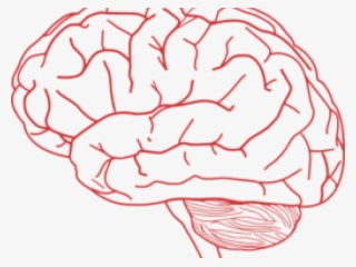 Mind Clipart Brain Outline - Brain With No Background