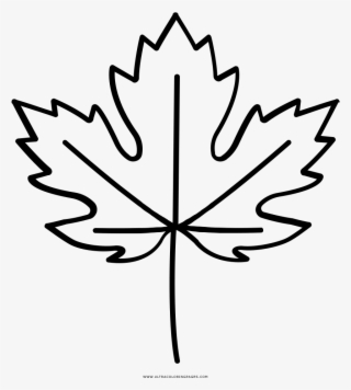 Maple Leaf Coloring Page Pages - Toronto Maple Leafs