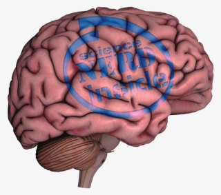 The Human Brain - Illustration