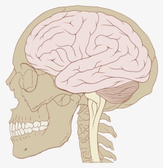 The Skull - Skull And Brain