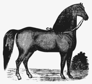 This Free Icons Png Design Of Elegant Horse