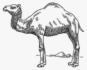 Dromedary Camel Svg Clip Arts 600 X 482 Px