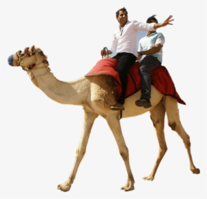 Camel Ride Casela Mauritius - Desert Safari Camel Ride