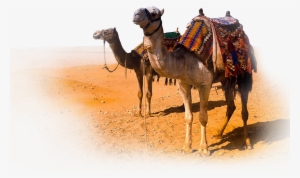 Experience - Eid Al-adha