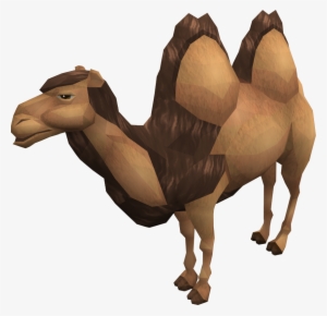 Al The Camel - Camel