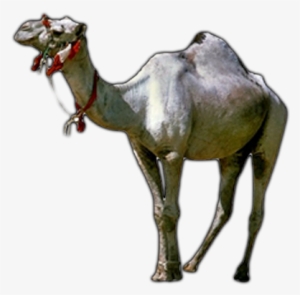 Camel