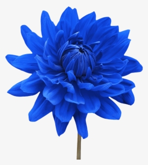 Blue Flower Png - Zen Cinemax 4g 5.5 Inch Marshmallow 2gb