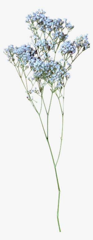 Baby Breath Flower Png