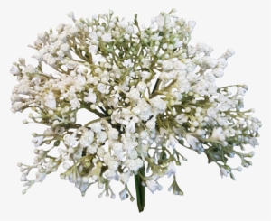 Baby Breath Flower Png