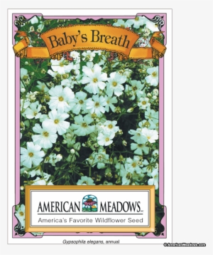 Baby's Breath Seed Packet - Evergreen Rose