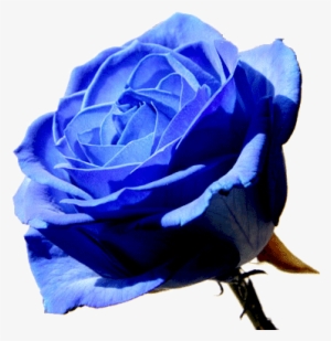 Blue Rose Flower Png - Blue Rose