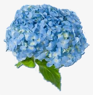 Blue Blueaesthetic Flowers Blueflowers Aesthetic Freeto - Blue Aesthetic Flower Png