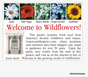 Baby's Breath Seed Packet - Sunflower