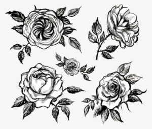 Visual Arts Floral Design White Rose - Tea