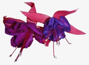 Blue And Purple Fuchsia Flower Png Textures - Фуксия Пнг