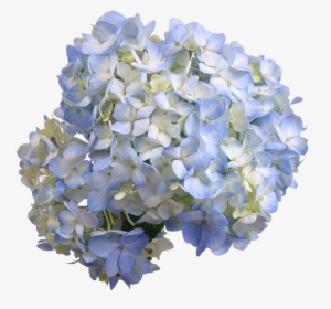 Hydrangea Blue Select