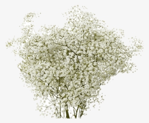 Million Stars - Baby's-breath