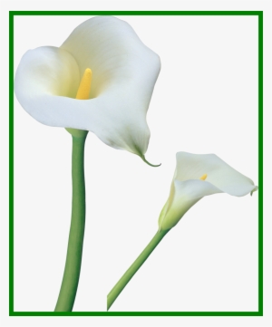 The Best Lily Vb Aba Ideas Lilies And Pics For Baby