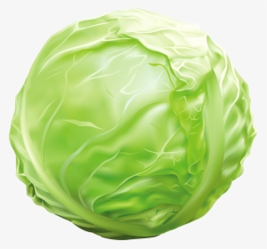Cabbage Png Clipart Image - Clipart Images Of Cabbage