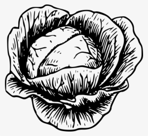 Chinese Cabbage - Clip Art Of Cabbage