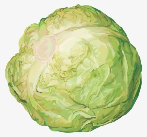 Cabbage Transparent Png File - Cabbage Png