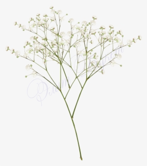 Top Images For Baby Breath Flowers Png White On Picsunday - Baby Breath Png