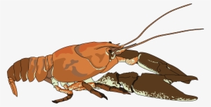 Crayfish Austropotamobius Pallipes Lobster Crustacean - Crayfish Clipart