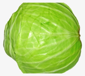 Cabbage Png Image1 - Cabbage Transparent