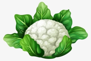 Png Clip Art Best Web - Clip Art Of Cauliflower