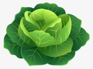 Cabbage Png Clip Art Image - Clip Art
